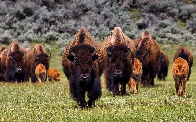 A herd of buffalo, adults and babies on a field walking toward the viewer.