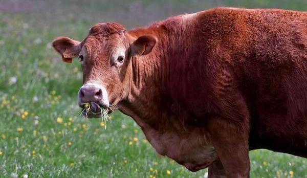 A red angus cow eating and looking at us with grass hanging out of its mouth.