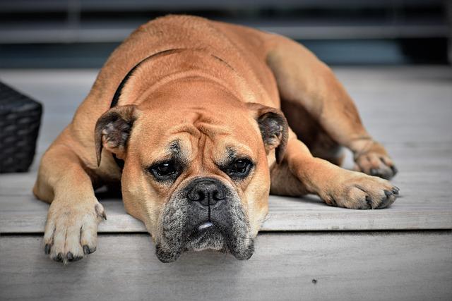 continental bulldog lying on the porch with its head between it's paws