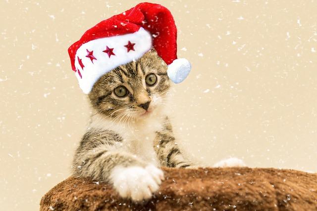 christmas kitten