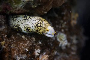 eel moray