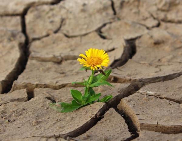 A single yellow flower blooming in the midst of dry, cracked brown earth.