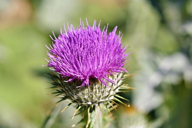 A single pink thistle in bloom against a blurred background.