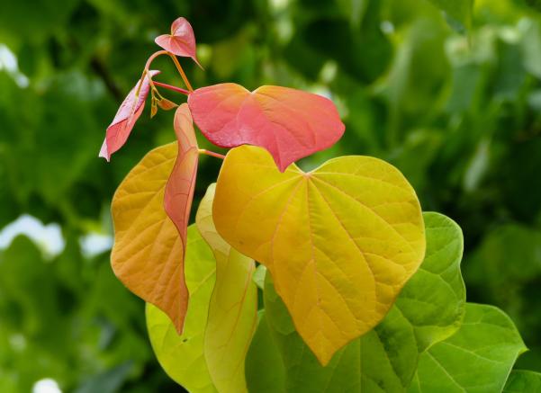 A close up of yellow and red leaves against a backdrop of blurred green leaves.