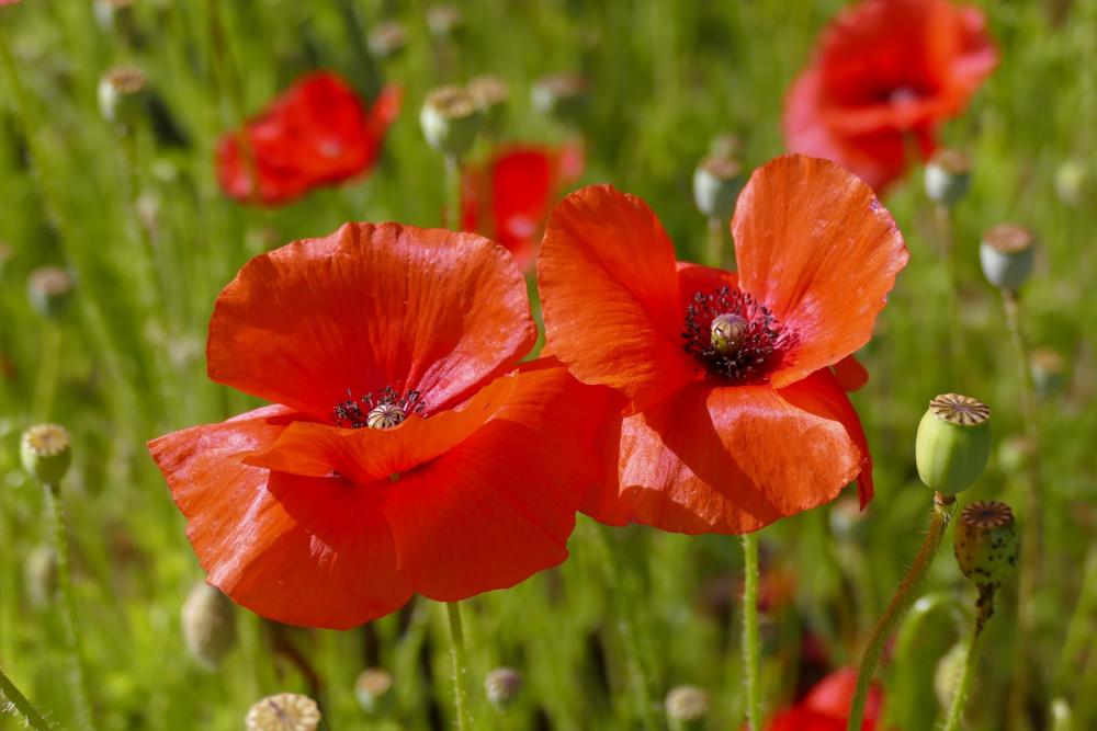 Poppies