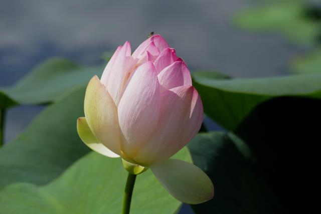 Waterlily