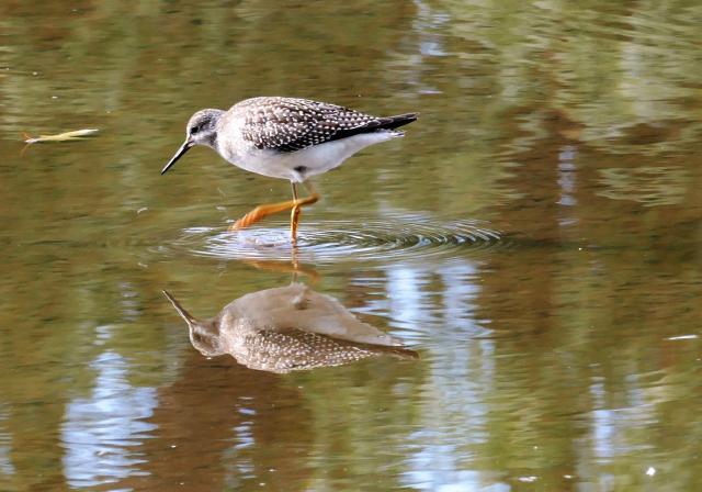 sandpiper wading through shallow water on the hunt for a snack.