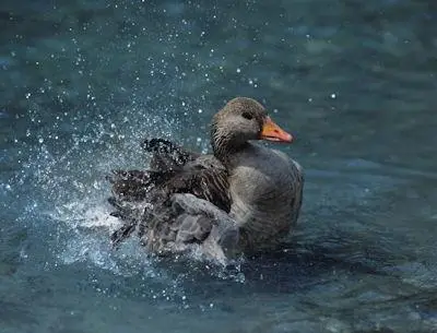duck swimming in shallow water with splashes all around