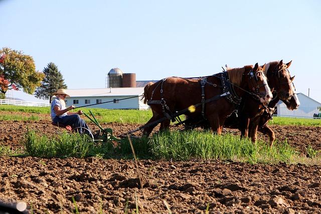 An amish farmer riding his plow behind 2 horses as they furrow a field.