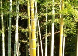 bamboo