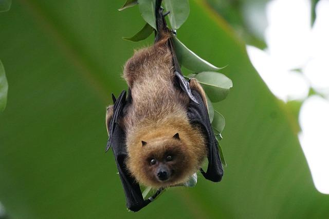 A brown bat with black wings hanging upside-down with eyes open looking toward us.