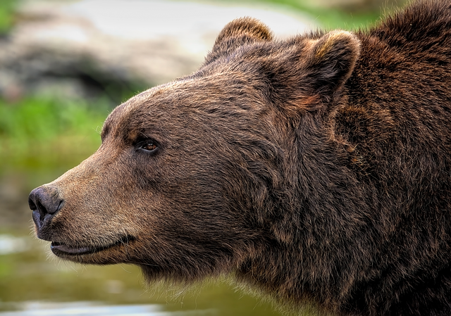 A close-up profile of a large brown bear.