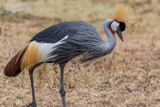 bird grey crowned crane