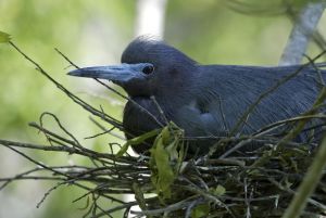 bird nest