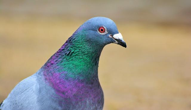 A close-up of a single pigeon with its iridescent neck and grey head.