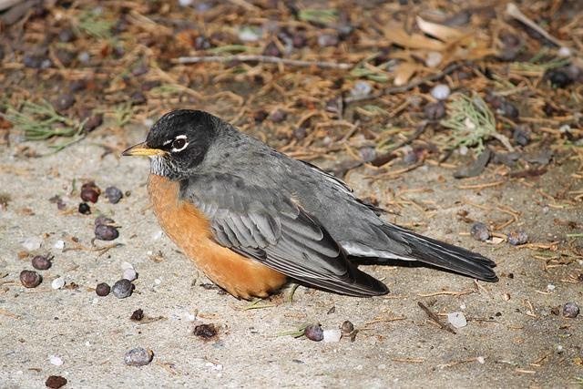 An American Robin sitting on the ground, feet covered by feathers.
