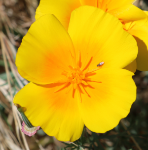 bug on flower