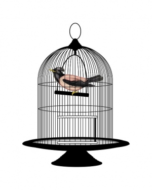 bocc bird in cage