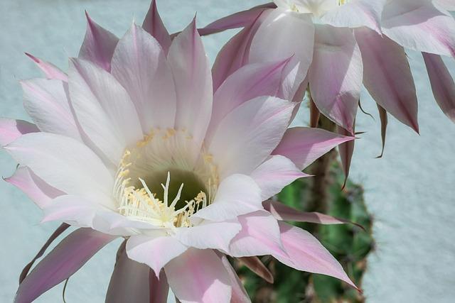 queen of the night cactus flower in full bloom.