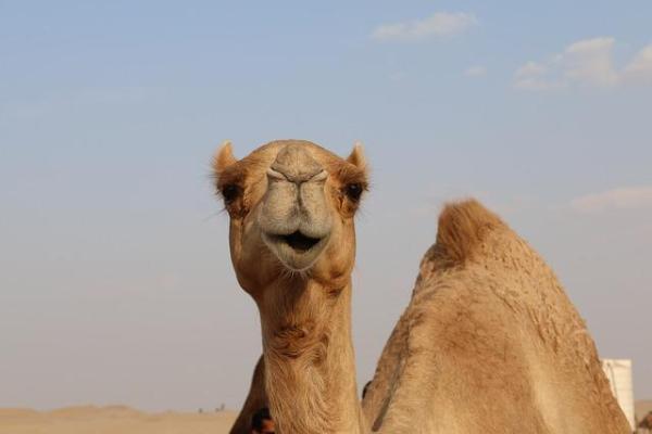 A close-up of a single camel facing forward with its lips apart, as if talking.