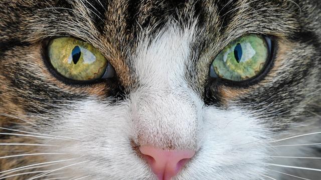 A close-up of a cat so only the eyes, nose and whiskers are visble.