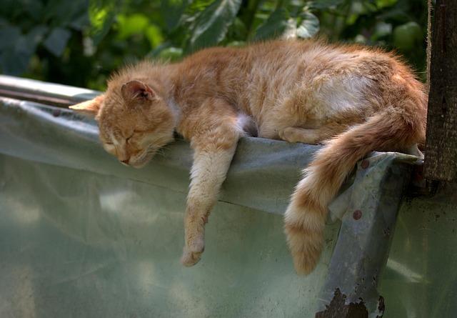 An orange cat asleep with leg and tail dangling at the top of a temporary wall.