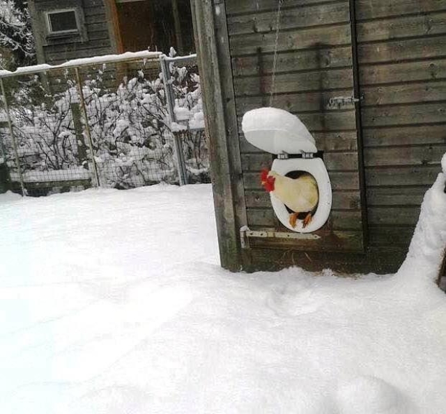 Chicken Coop toilet seat door