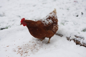 chicken thursday jan 31