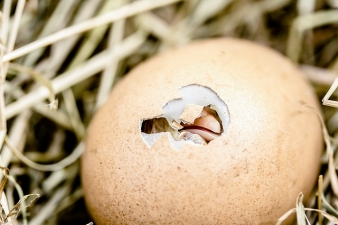 chicken thursday hatching