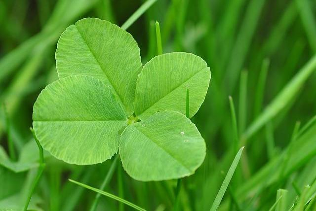 A bright green four-leaf clover in the grass.