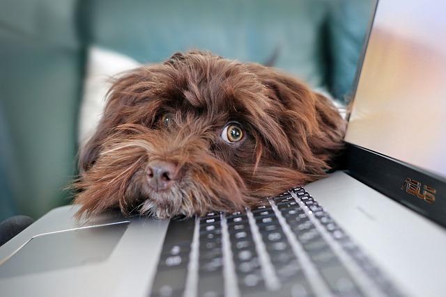 Looking across the computer keyboard to a dog with curly brown hair whose head is resting on the far end of the keyboard.