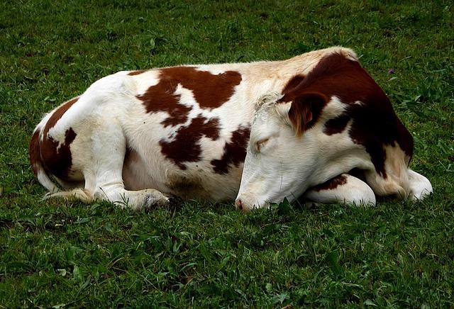 A white and brown cow asleep on green grass.