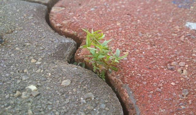 A small plant growing between 2 concrete bricks.