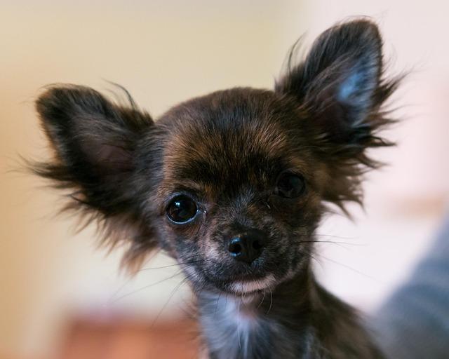 Close-up of a black chihuahua mix, ears alert, looking expectantly directly at us.