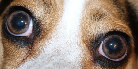 dog eyes