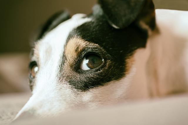 A jack russell terrier lying with its head on a carpet looking up at us sideways with only its eyes.
