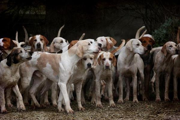 A photo of a group of about 30 white and brown hunting dogs standing on dirt in the woods.
