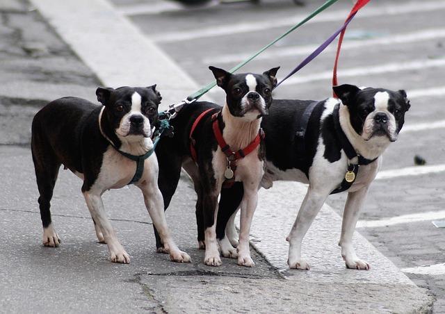 Three French Bull Terriers on leashes, standing still looking at us.