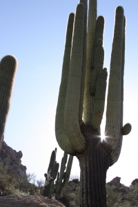 picture of a cactus