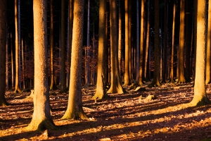 dark forest