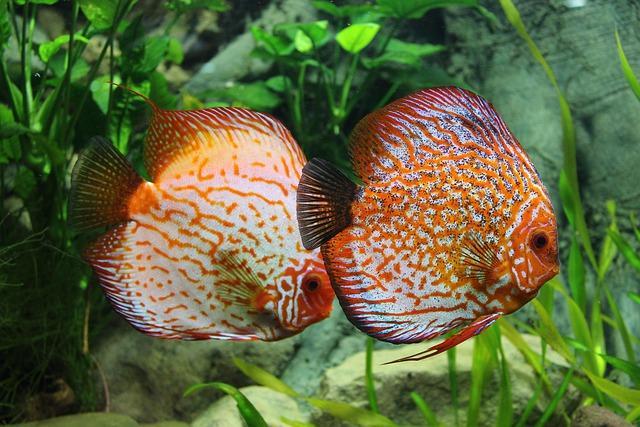 Two discus fish in front of bright green plants.