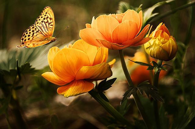orange flowers and a butterfly hovering just above