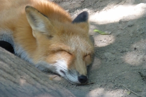 fox