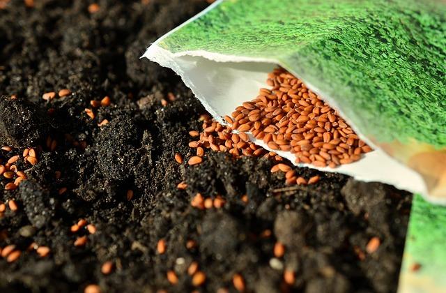A photo of garden soil and small seeds falling out of a green seed package.