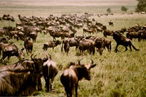 gnu-herd