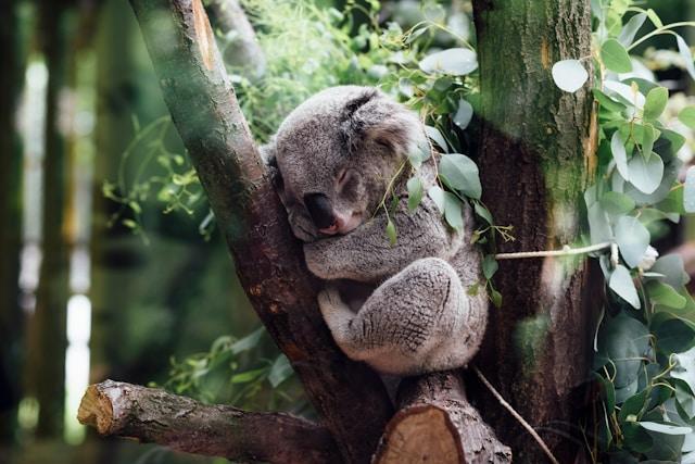 A koala bear sitting on a log, napping against the trunk of a tree in a forest.