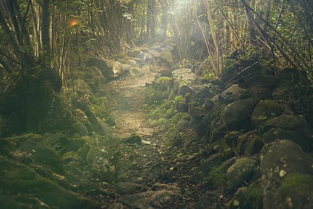 A narrow path through a forest with rocks, trees and moss.