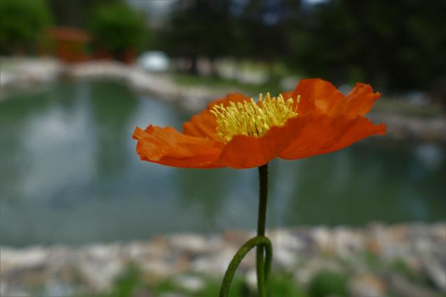 A single red poppy against a backdrop of a small pond of water.