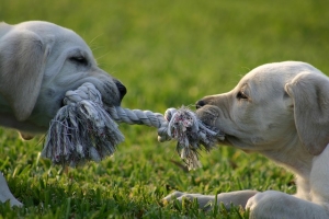 puppy tug of war