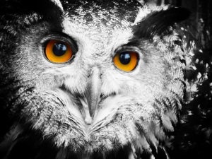 owls eyes